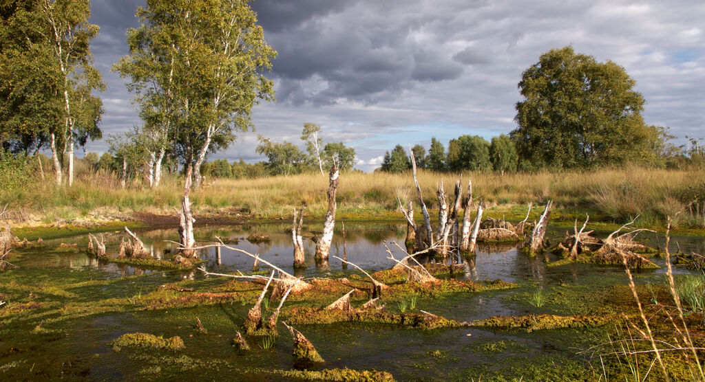 Moorlandschaft im Herbst mit Birken, Wasserflächen und dramatisch bewölktem Himmel